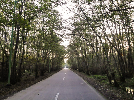 Forest Park Gisoum