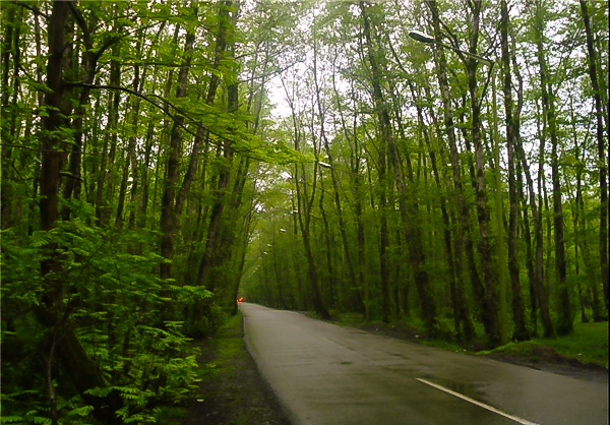 Forest Park Gisoum