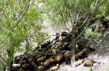 میر 1 روستای میر 