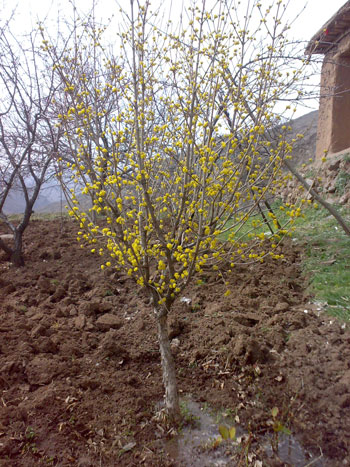 میر 4 روستای میر 