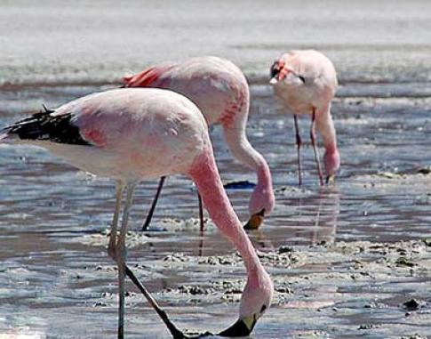 تالاب بختگان رو به احتضاراست ! flamingo_bakhtegan_931453249 تالاب بختگان رو به احتضاراست !