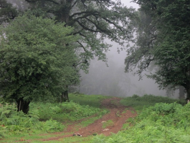  جنگل الیمستان