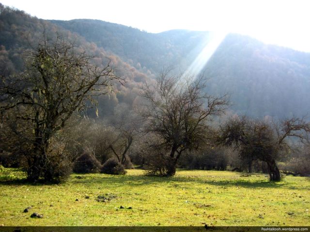  جنگل الیمستان