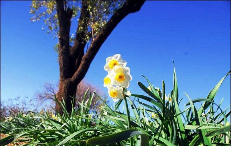 نرگس 7 نرگس زارهای کازرون 