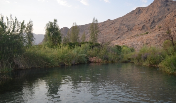 چشمه گلابی گلابی 1 چشمه گلابی