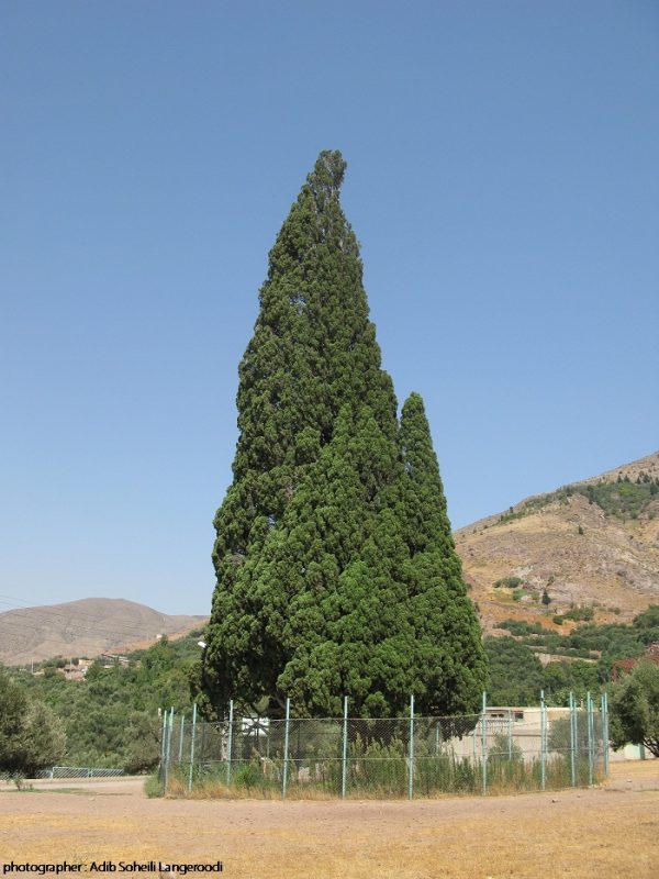 url سرو هرزویل