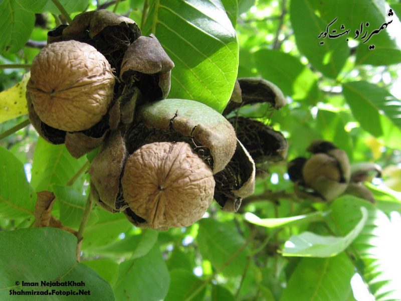کشت 1 کشت و صنعت شهمیرزاد 