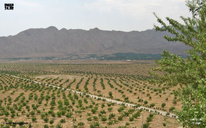 کشت کشت و صنعت شهمیرزاد 