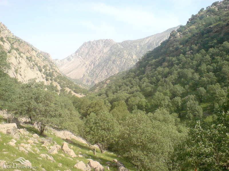 تنگ 3 تنگ تهی 