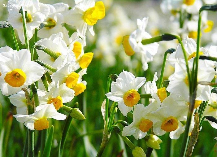 نرگس نرگس زارهای بهبهان
