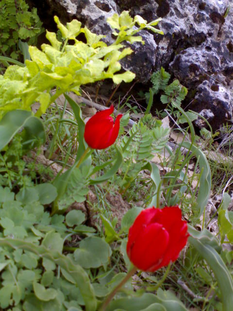 کلم روستای کلم 