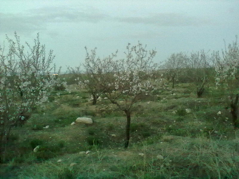 تفرجگاه یال 