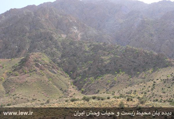 منطقه شکارممنوع شاسکوه SHASKOOH-2 منطقه شکارممنوع شاسکوه