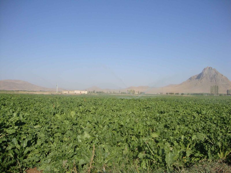 دامنه d1 دامنه
