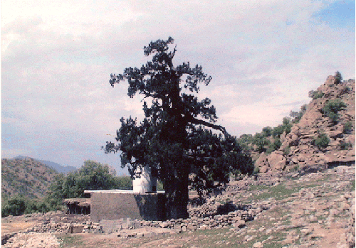 سرو باشت درخت سرو باشت 
