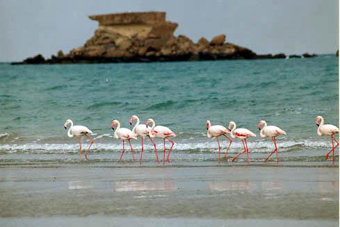 ناز جزیره ناز 