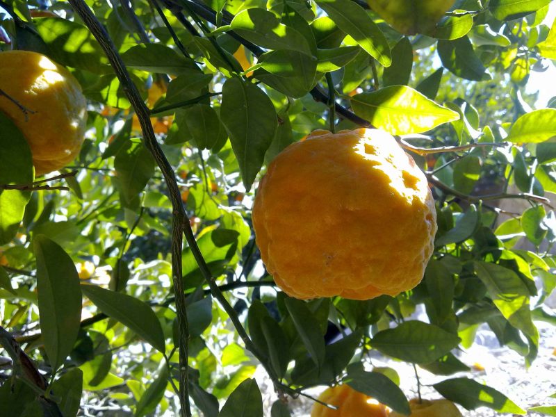 روستای چاهکل chahkal3 روستای چاهکل