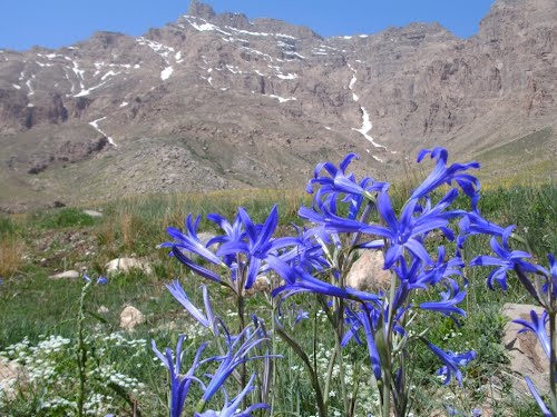 سرو 2 شهر سرو