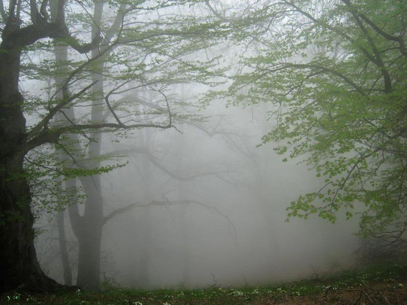 ارفه کوه ارفه کوه