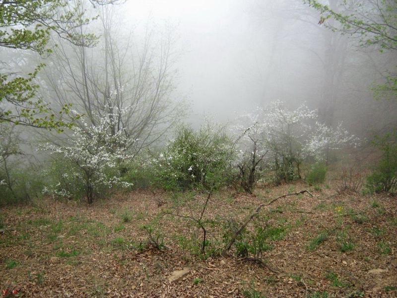 ارفه کوه ارفه کوه