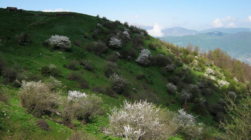 ارفه کوه ارفه کوه