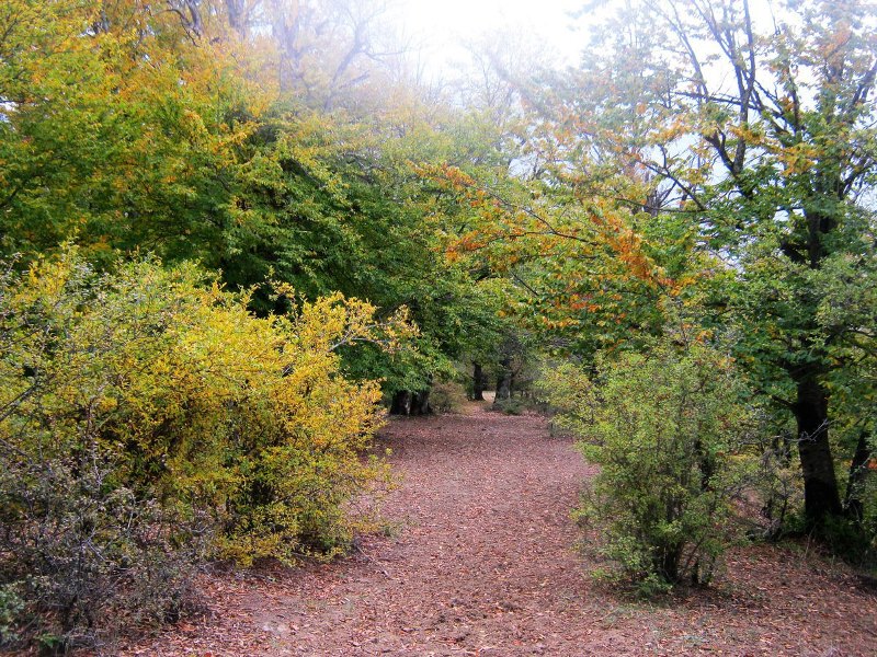 ارفه کوه ارفه کوه