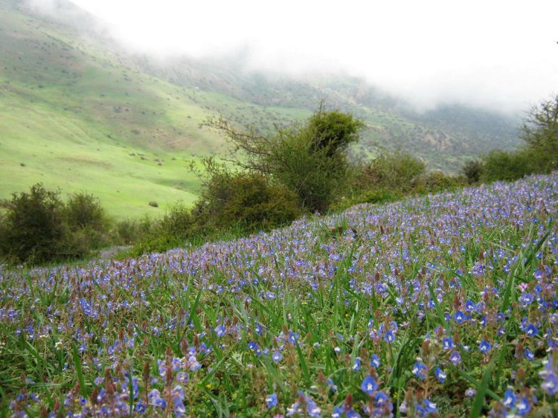 ارفه کوه ارفه کوه