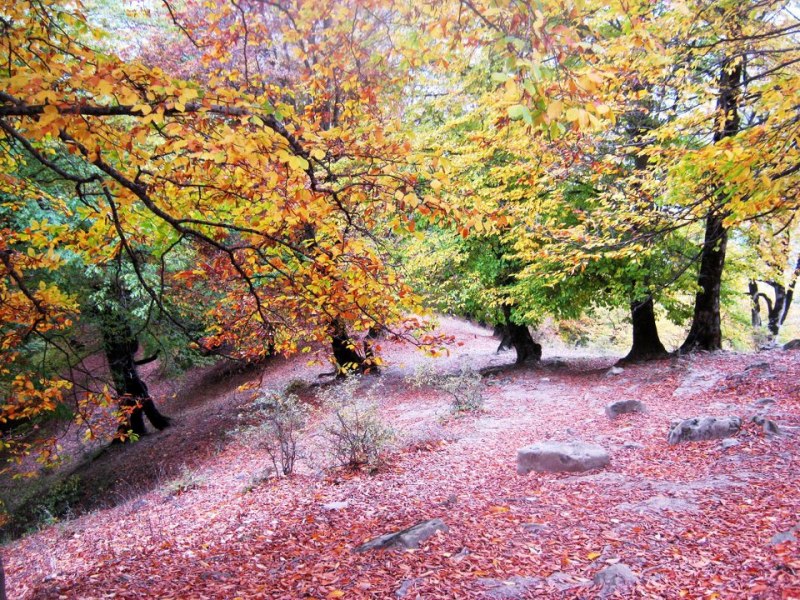 ارفه کوه ارفه کوه