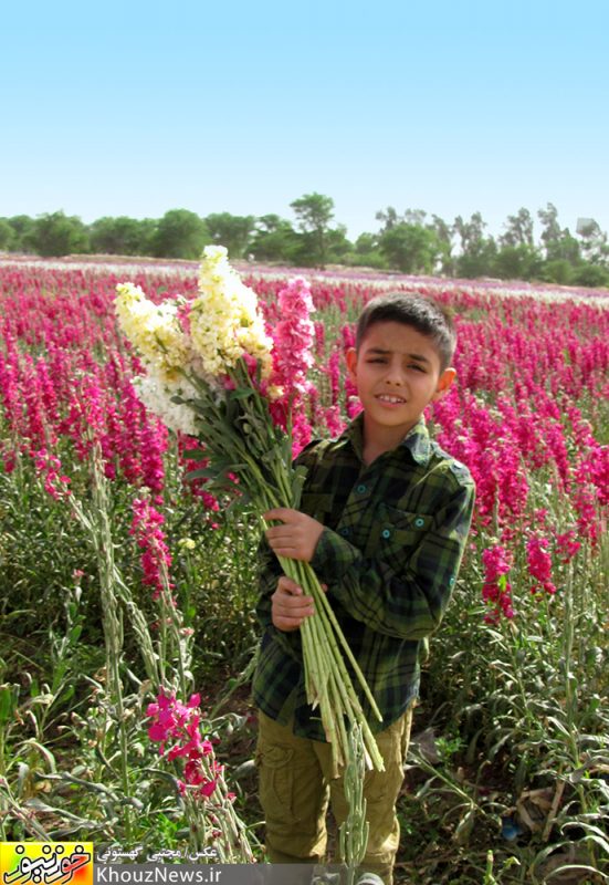 شهر حمیدیه حمیدیه 2 شهر حمیدیه