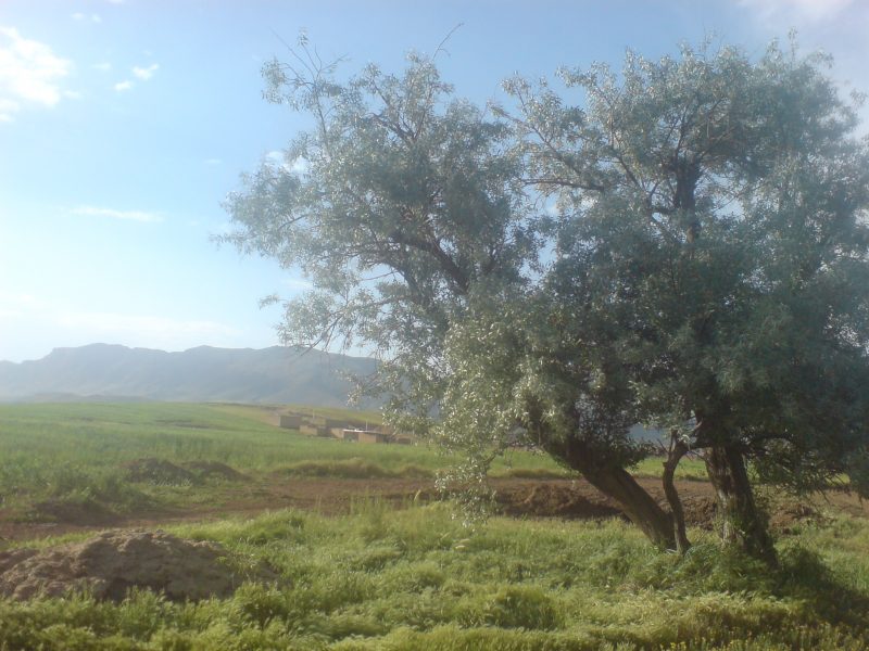 شهر دستناء دستنا شهر دستناء