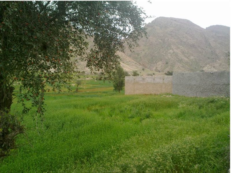 منصوریه شهر منصوریه 