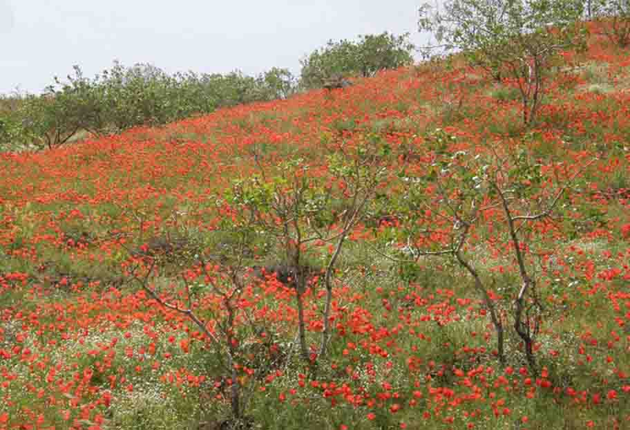 باغ کشمیر(1) باغ کشمیر 
