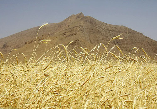 دشت-ورامین دشت ورامین 