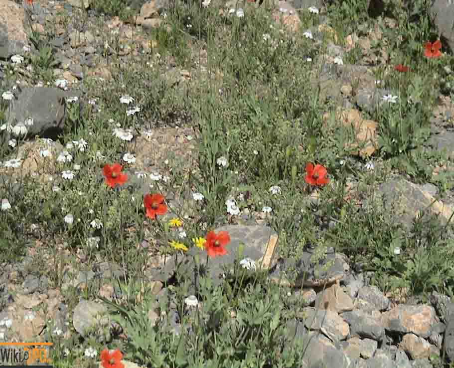 کوه بیرک2 کوه بیرک سراوان