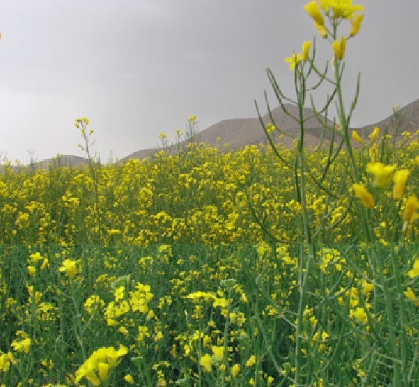 2194 مزارع کلزا در چالش تر