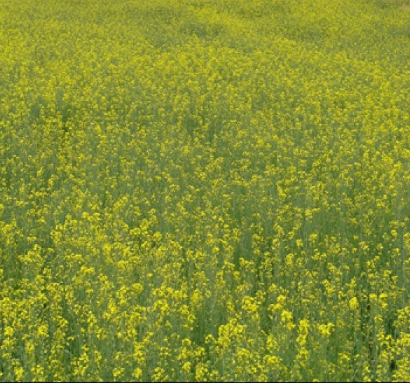 2198 مزارع کلزا در چالش تر