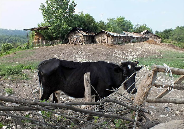 روستای شیاده روستای شیاده روستای شیاده