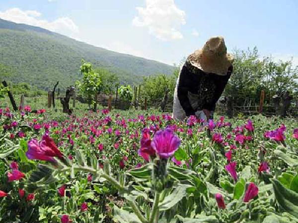 روستای کچپ محله روستای کچپ محله
