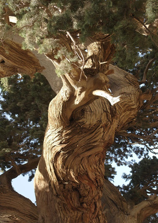 سرو زربین سنگان 548 سرو زربین سنگان