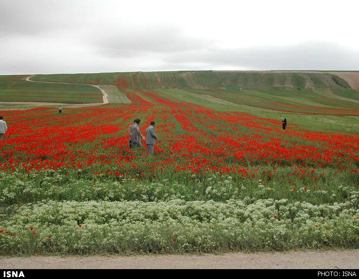 شقایق استقبال گردشگران از جشنواره شقایق‌های «کالپوش»