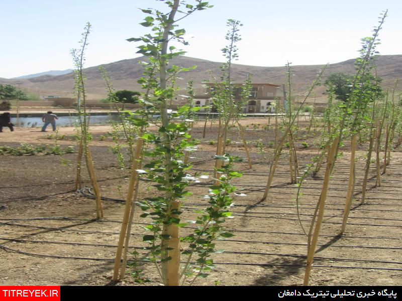 چشمه علی دامغان در آستانه تبدیل شدن به «باغ ایرانی» 106 چشمه علی دامغان در آستانه تبدیل شدن به «باغ ایرانی»