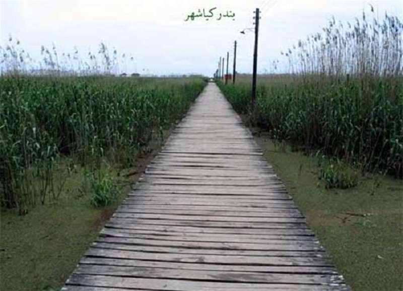 پارک جنگلی بندر کیاشهر 1499 پارک جنگلی بندر کیاشهر
