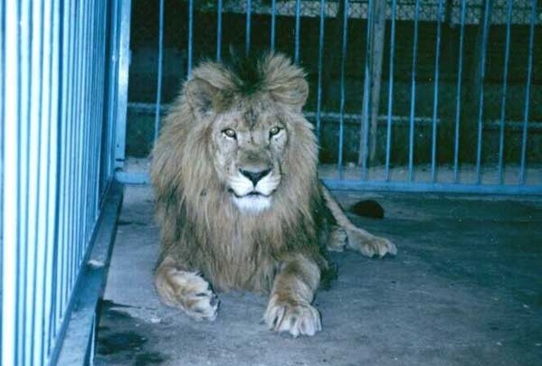 باغ وحش باغلارباغی
