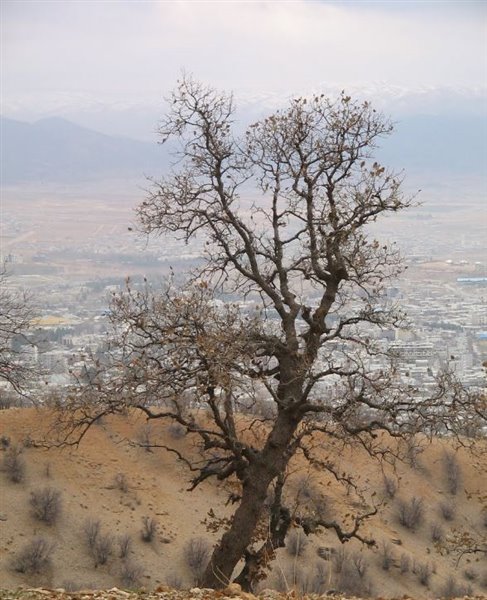 1695 پارک کوهستان یاسوج