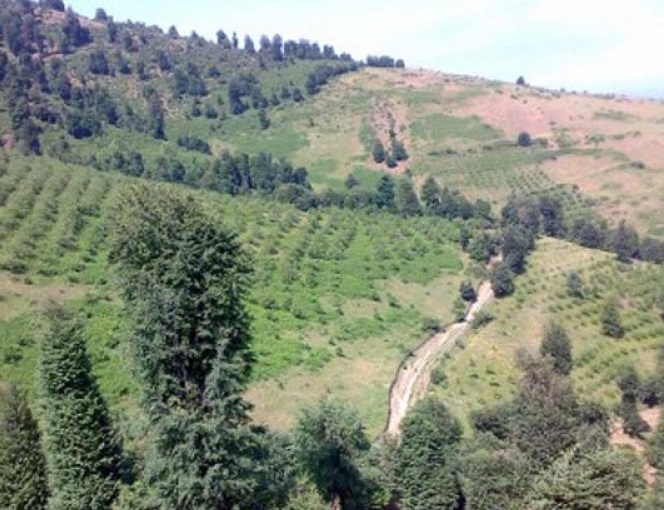 493 روستای شوک