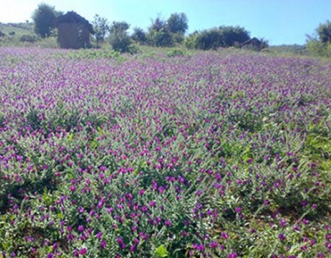 496 روستای شوک