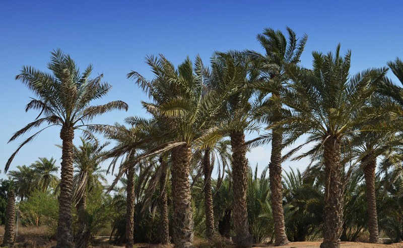 روستای شلحه امام حسن 511 روستای شلحه امام حسن