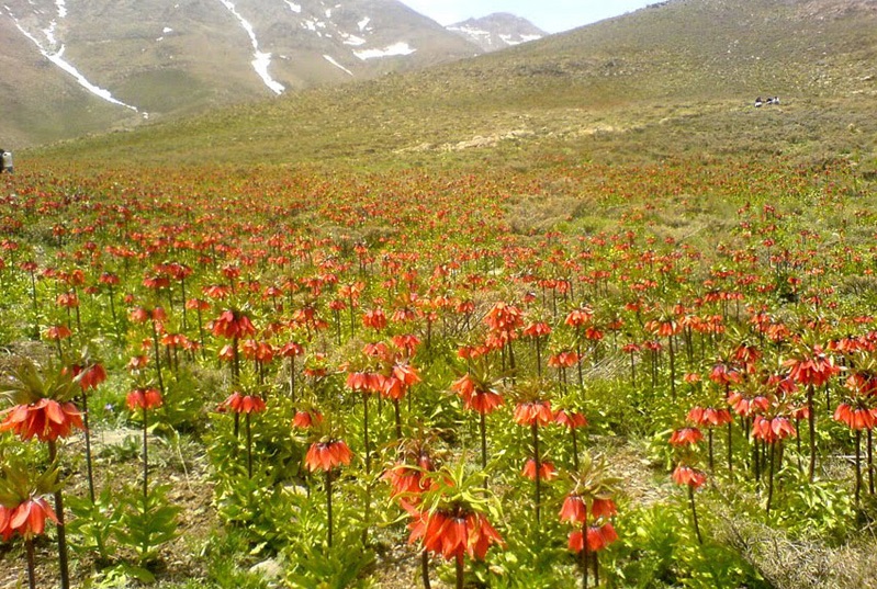 121 منطقه حفاظت شده گلستان کوه