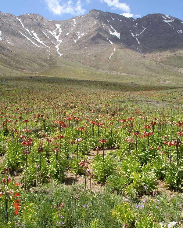 123 منطقه حفاظت شده گلستان کوه