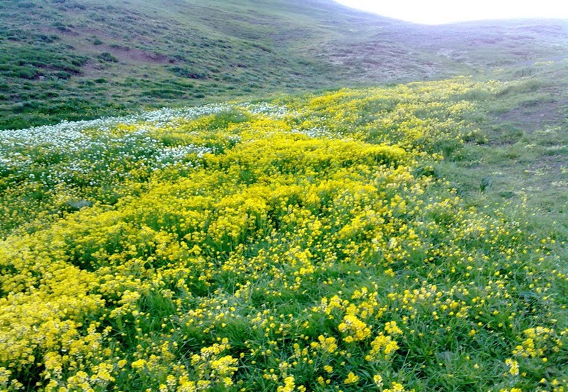 313 منطقه حفاظت شده یاری قاری